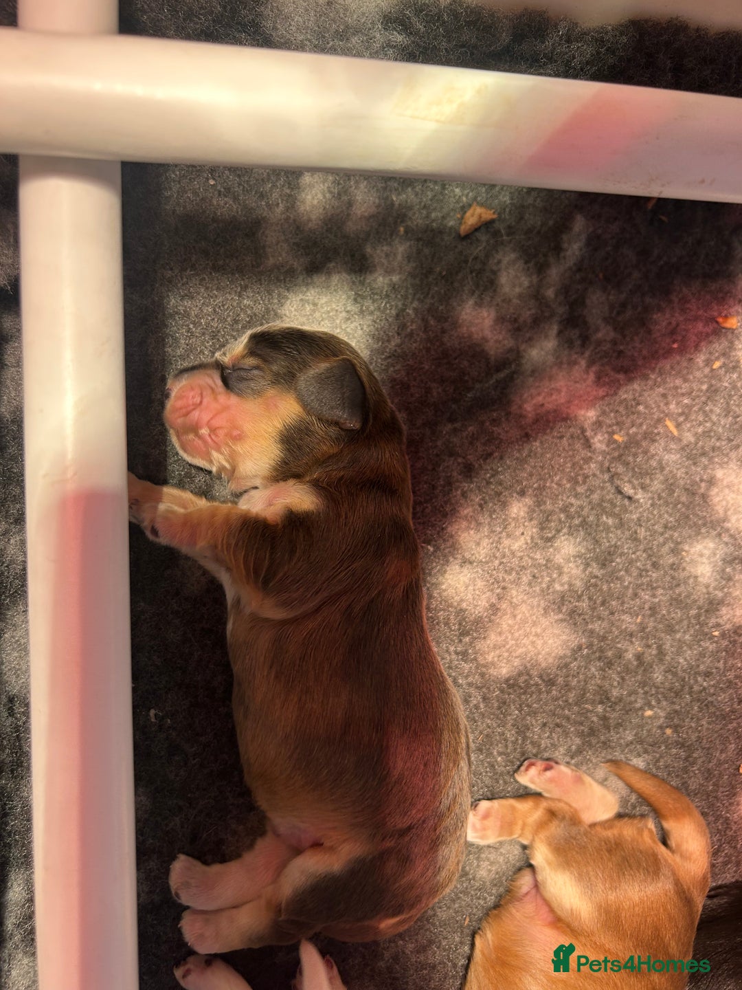Cocker Spaniel dogs for sale: KC Reg Show Type Cocker Spaniel Puppies  - Advert 22