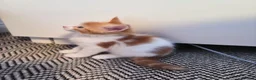 Maine Coon cats for sale: Maine coon MIX kittens  - Advert 22