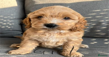 Cockapoo dogs - Advert 14