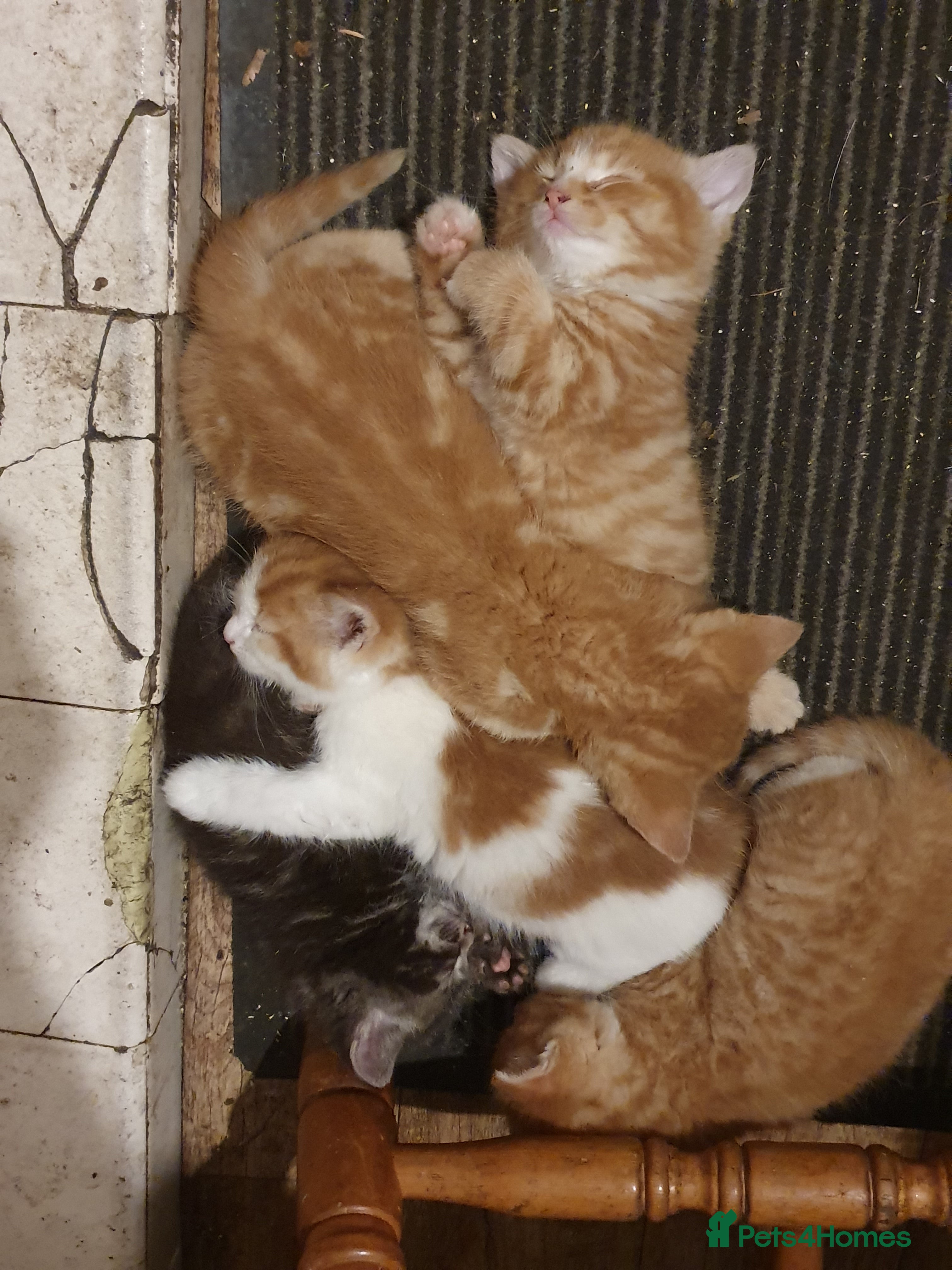 Mixed Breed cats Little Fluff Bundle Kittens - Advert 5