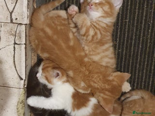 Mixed Breed cats Little Fluff Bundle Kittens - Advert 2