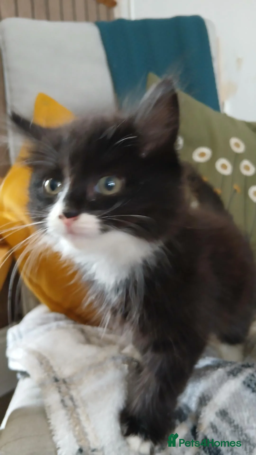 British Longhair cats for sale: 4 lovable rogues longhair kittens - Advert 19