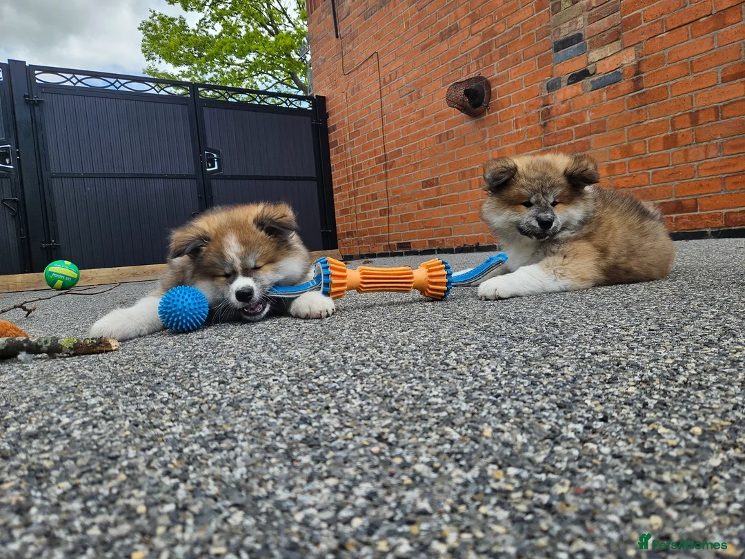 Japanese Akita Inu dogs for sale: RKC Registered Puppy Litter - Advert 2