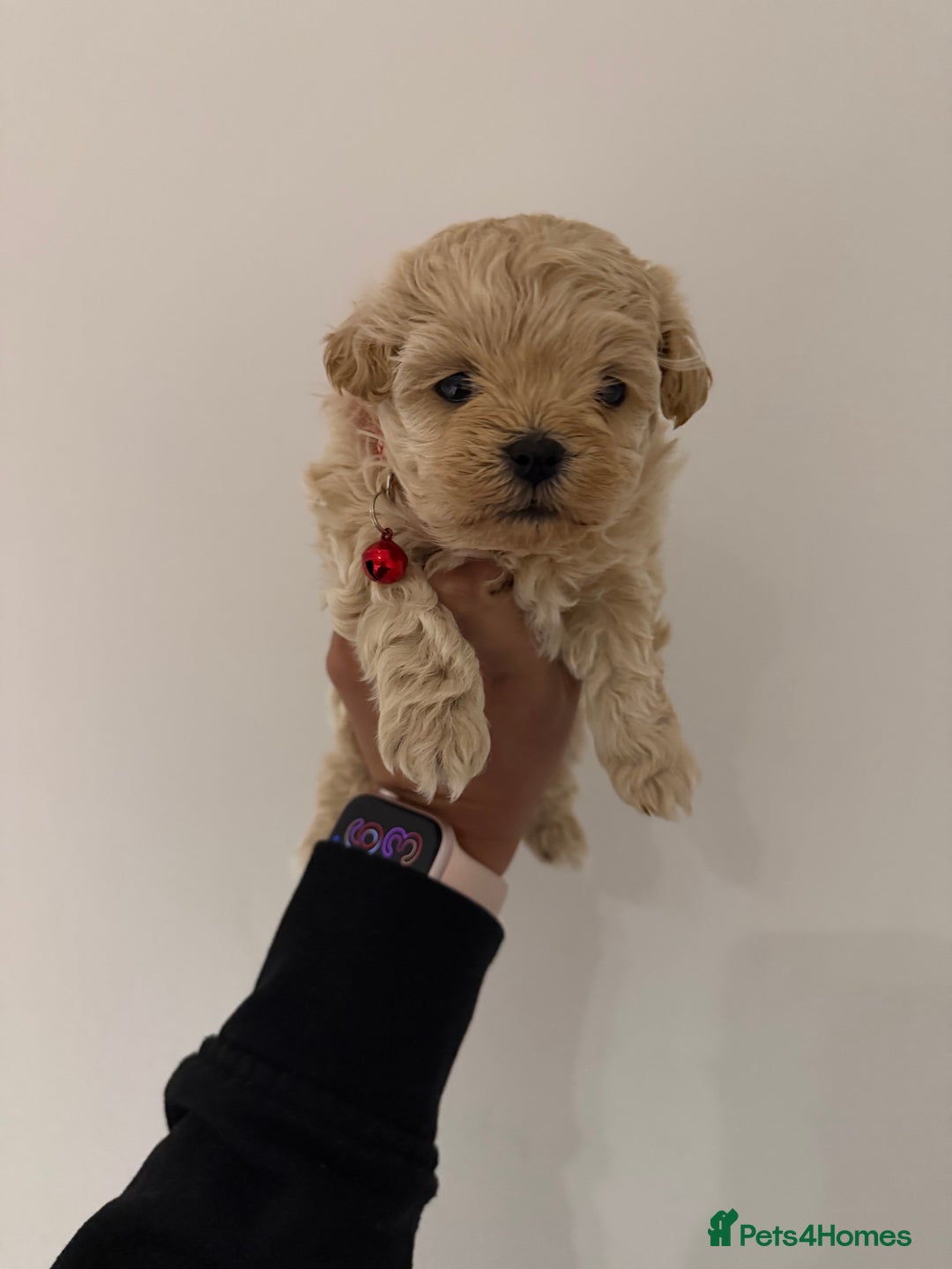Maltipoo dogs for sale: Small Maltipoo puppy’s - Advert 14
