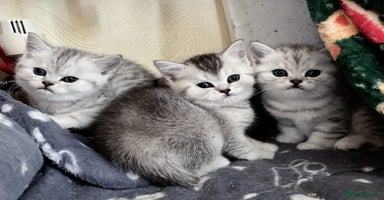 British Shorthair cats - Advert 6