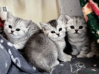British Shorthair cats - Advert 3