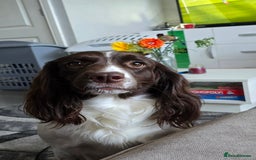 Mixed Breed dogs for sale: Beautiful springer Nala  - Image 2