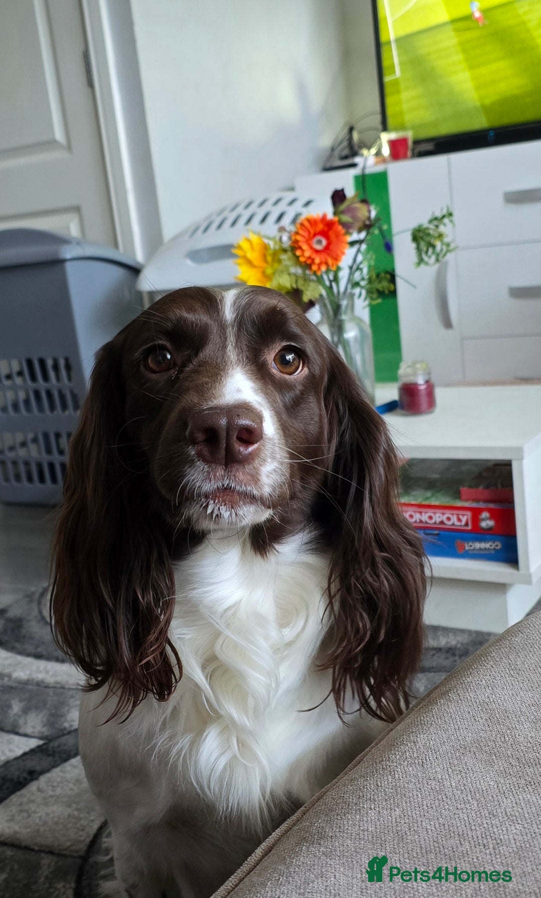 Mixed Breed dogs for sale: Beautiful springer Nala  - Image 2