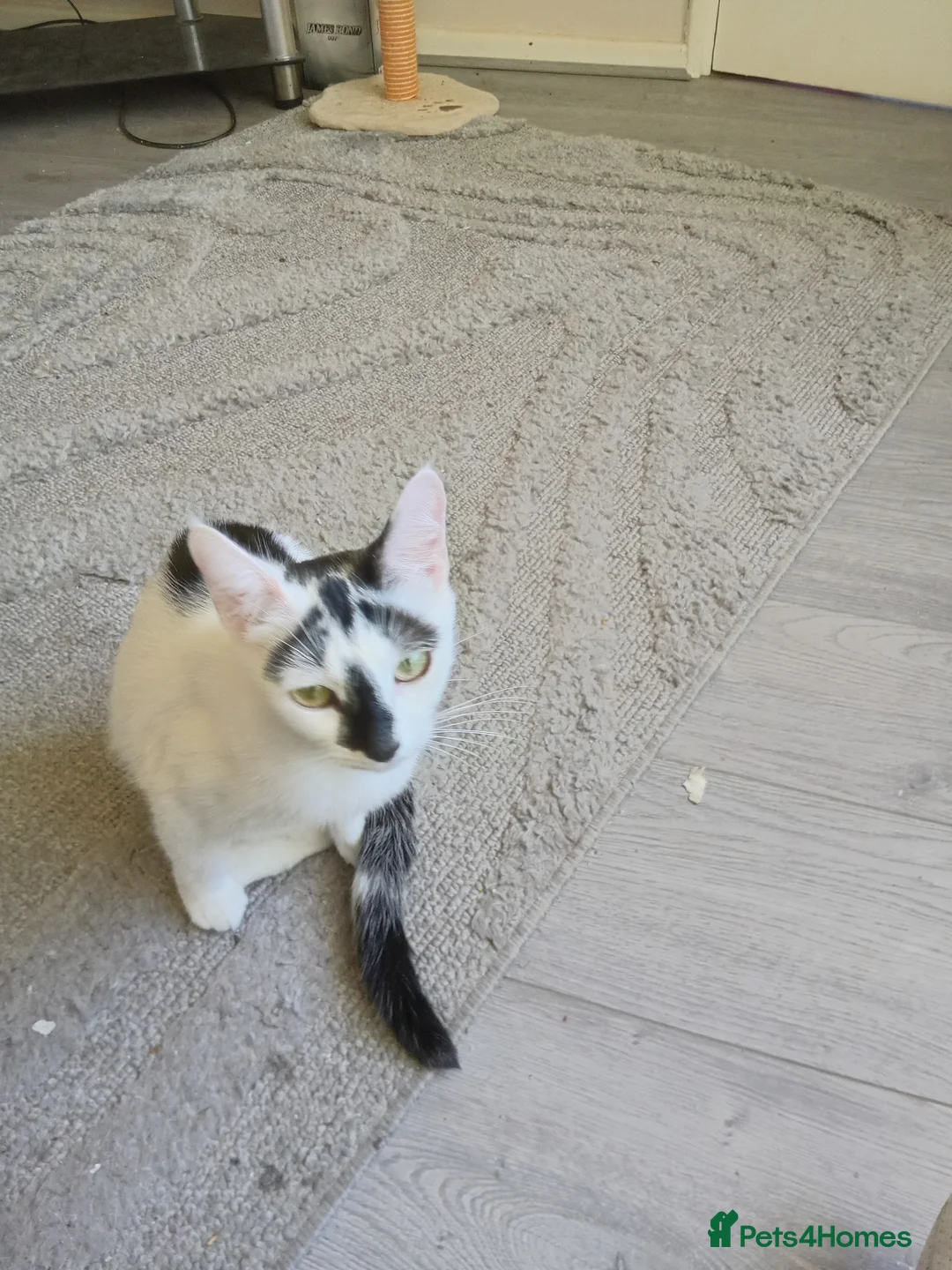 Mixed Breed cats for sale: Two female kittens  - Advert 1