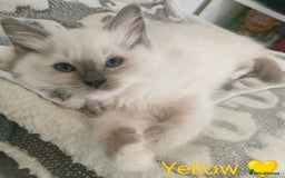 Ragdoll cats for sale: Stunning,TICA registered Ragdoll kittens - Image 1