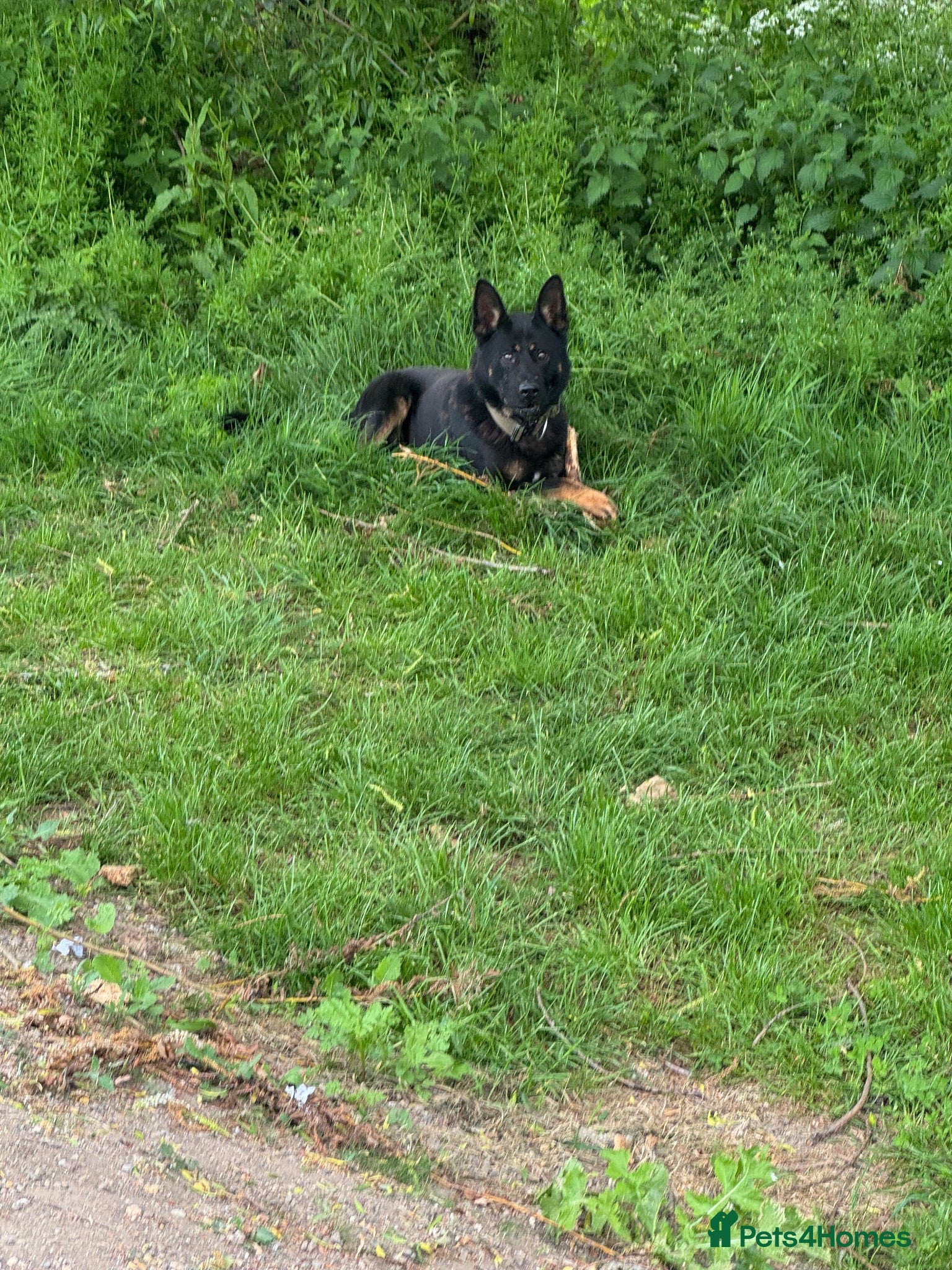 German Shepherd dogs 3years black n tan male security family guard - Advert 2