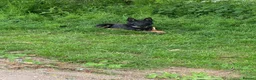German Shepherd dogs for sale: 3years black n tan male security family guard - Advert 1