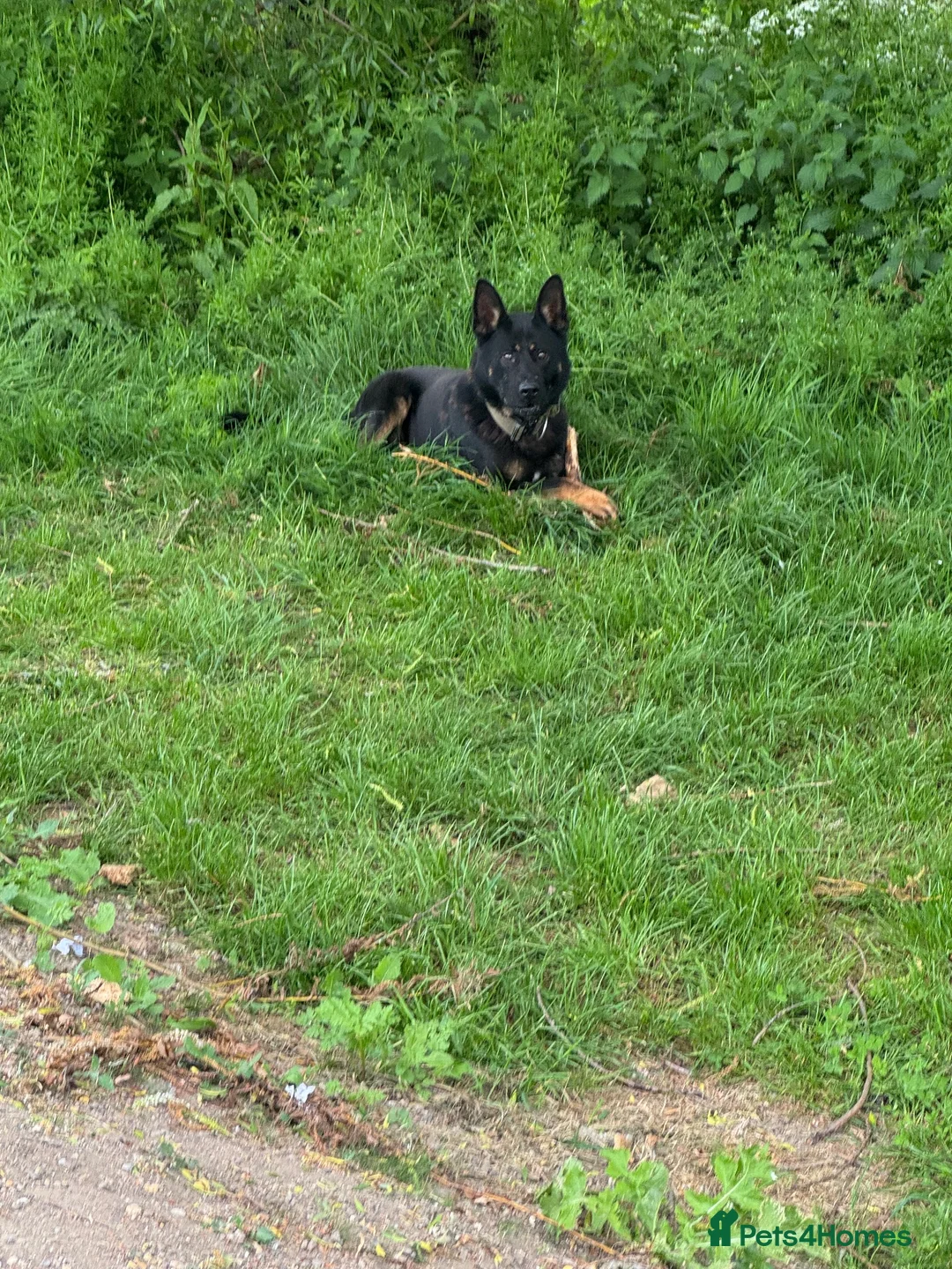 German Shepherd dogs for sale: 3years black n tan male security family guard - Advert 1
