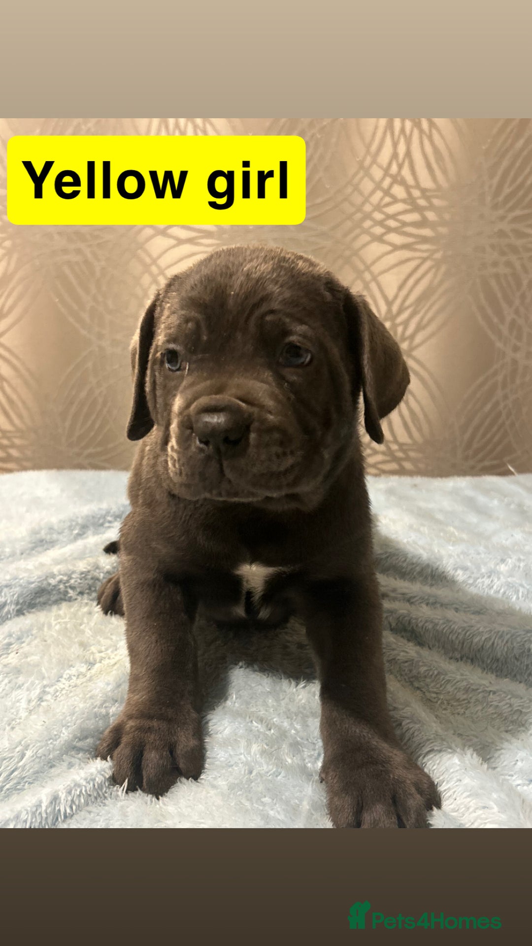 Cane Corso dogs for sale: 🐾 Stunning Cane Corso Puppies Available! 🐾 - Advert 17