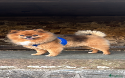 Pomeranian dogs for stud: Beautiful Pom for stud  - Advert 4