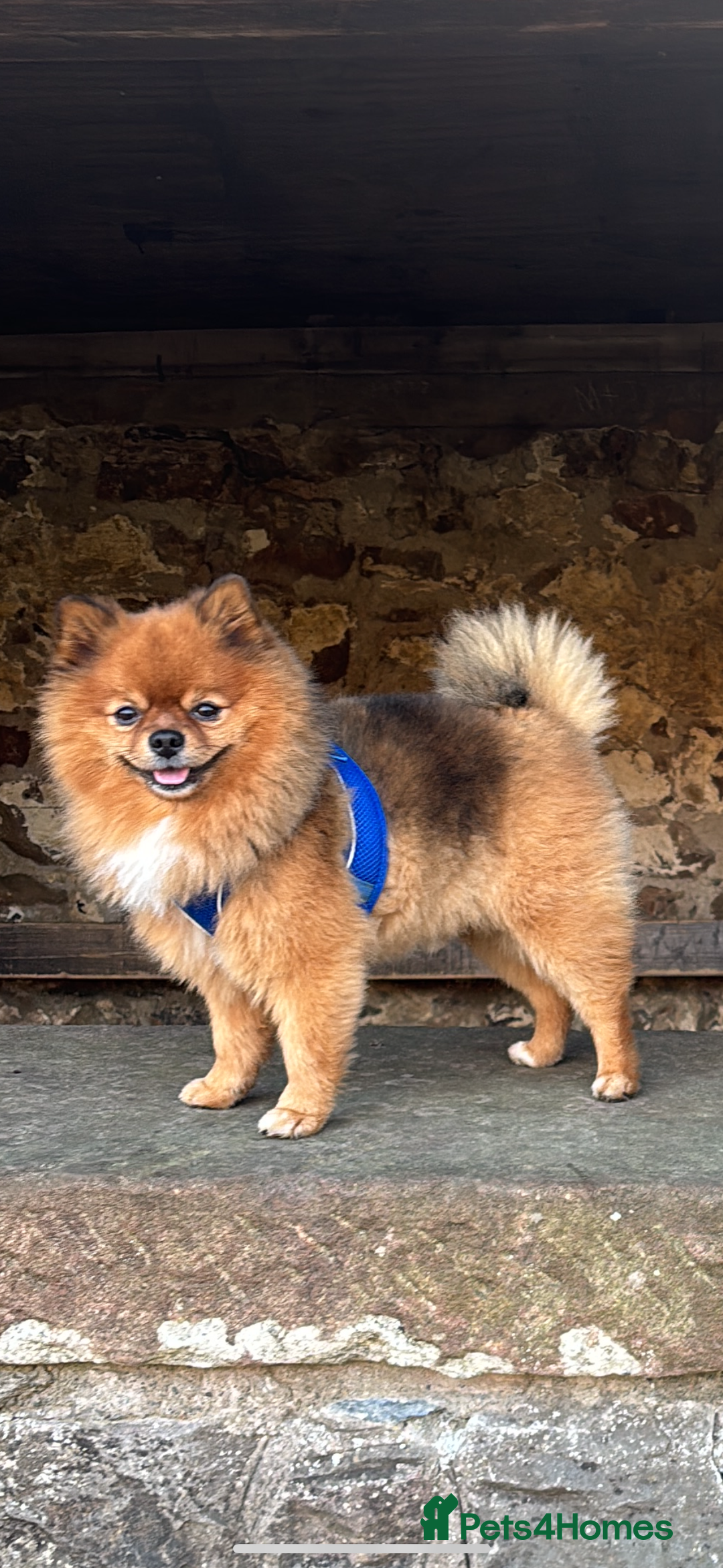 Pomeranian dogs for stud: Beautiful Pom for stud  - Advert 4