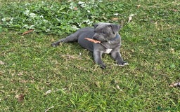 Staffordshire Bull Terrier dogs for sale: Purebred blue Staffordshire Bull terrier puppies - Image 6