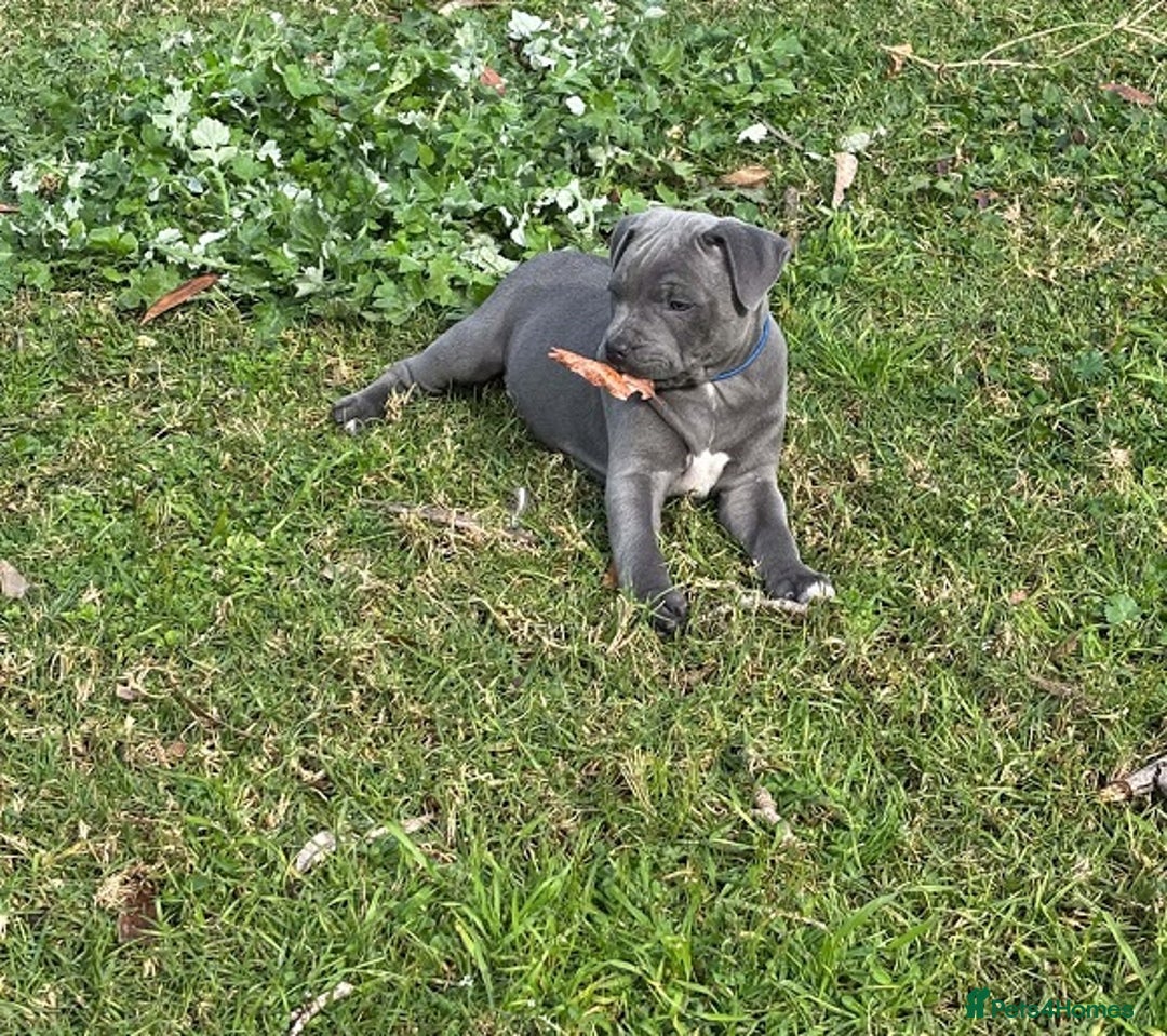 Staffordshire Bull Terrier dogs for sale: Purebred blue Staffordshire Bull terrier puppies - Image 6