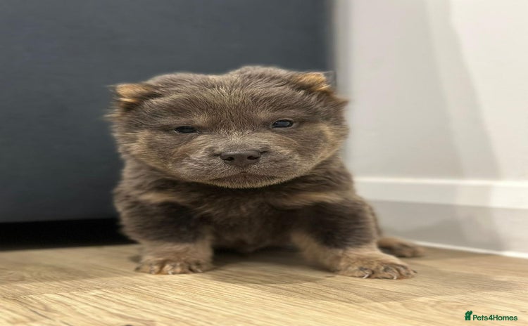 Chow Chow dogs in Enfield - Advert 6