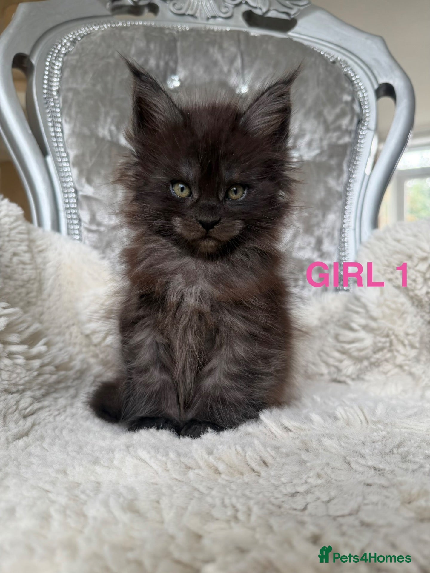 Maine Coon cats SHOW QUALITY MAINE COON KITTENS - Advert 18