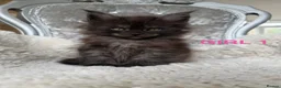 Maine Coon cats for sale: ONLY 2 LEFT SHOW QUALITY MAINE COON KITTENS - Advert 26
