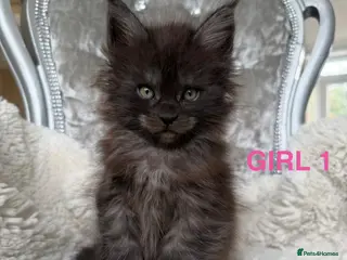 Maine Coon cats SHOW QUALITY MAINE COON KITTENS - Advert 1