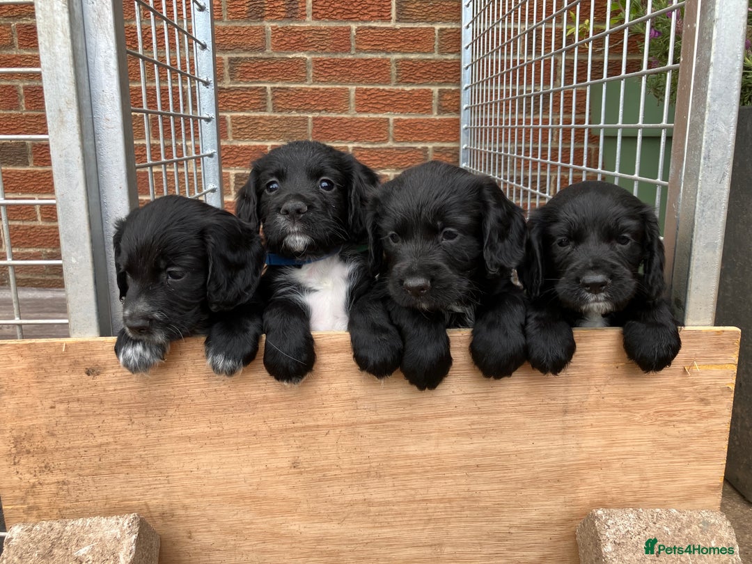 Cocker Spaniel dogs for sale: Ready to go -Quality Working Cocker Spaniel KC reg in Stone - Image 18
