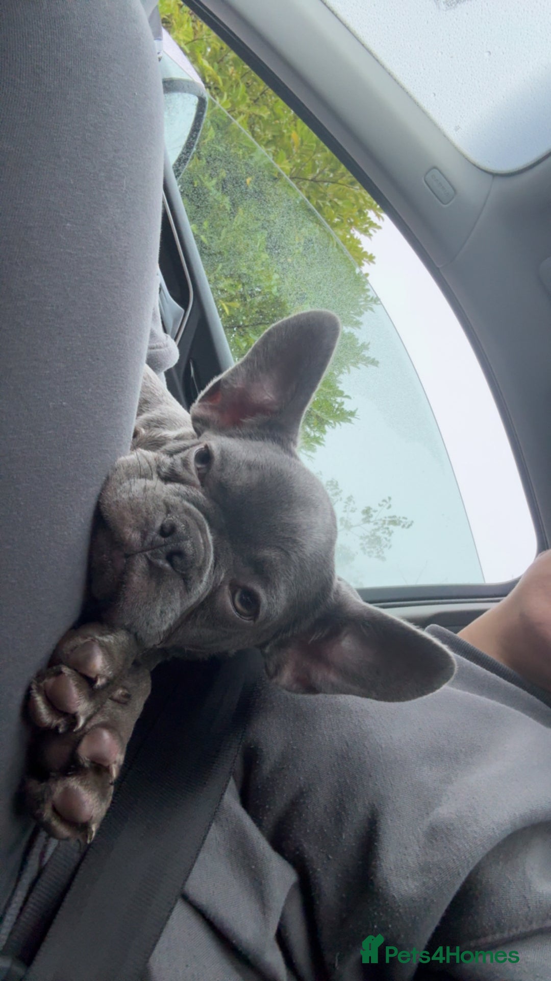 French Bulldog dogs for sale: 5 month old french bulldog for rehoming  - Advert 4