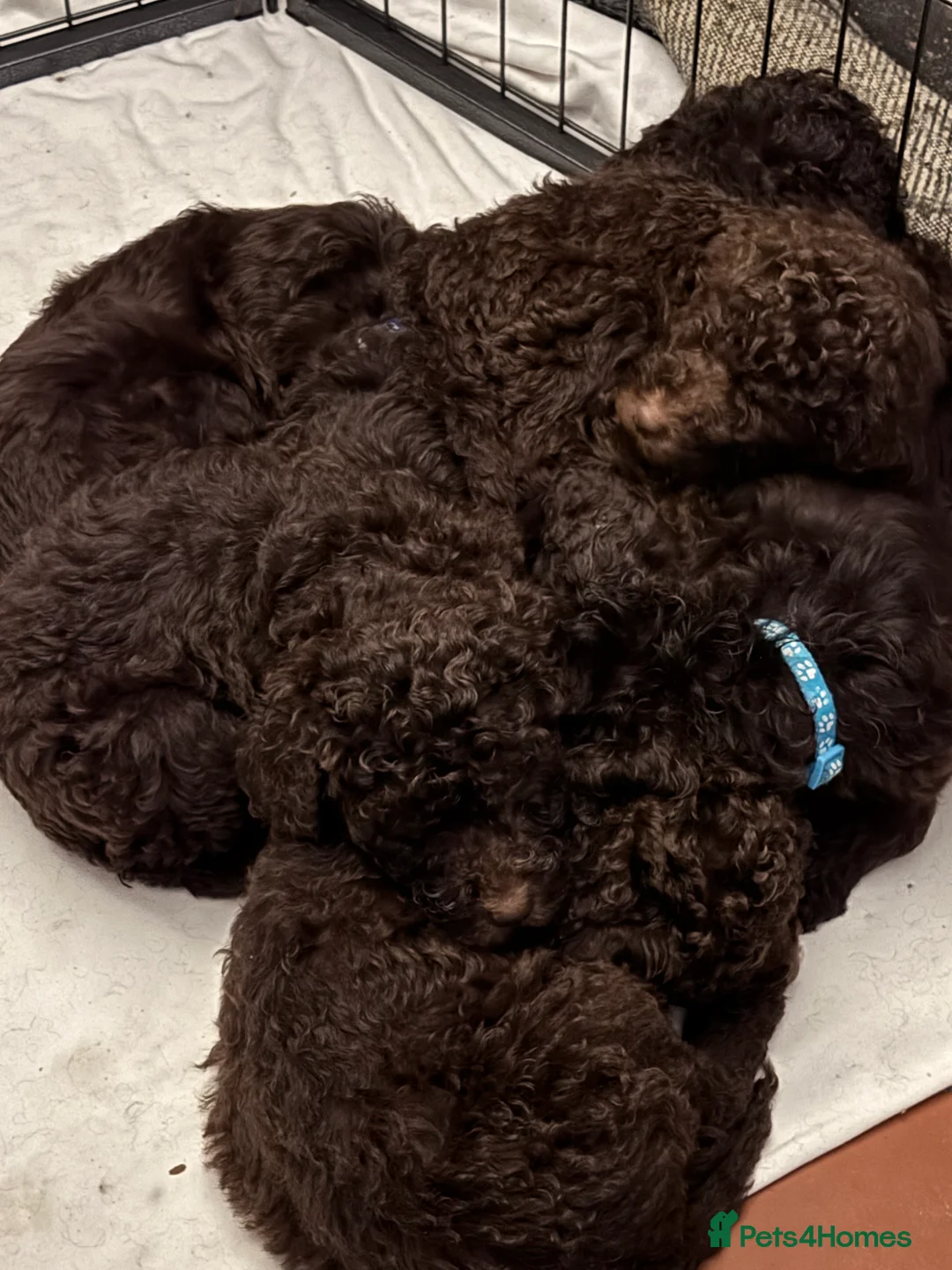 Labradoodle dogs for stud: Chocolate Standard Labradoodle Multigenerational  in Matlock - Advert 7