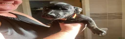Mixed Breed dogs for sale: Staffyxboxer with jack Russell  - Advert 2