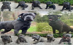 Cane Corso dogs for sale: 4 Cane corso puppy’s  - Image 2