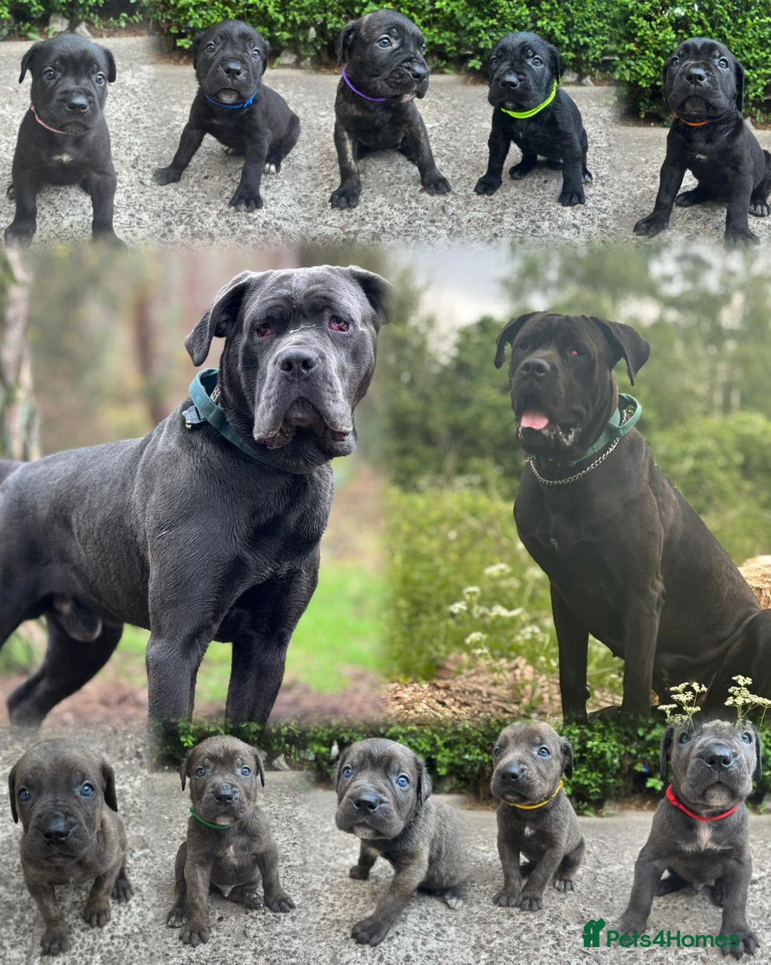Cane Corso dogs for sale: 4 Cane corso puppy’s  - Image 2