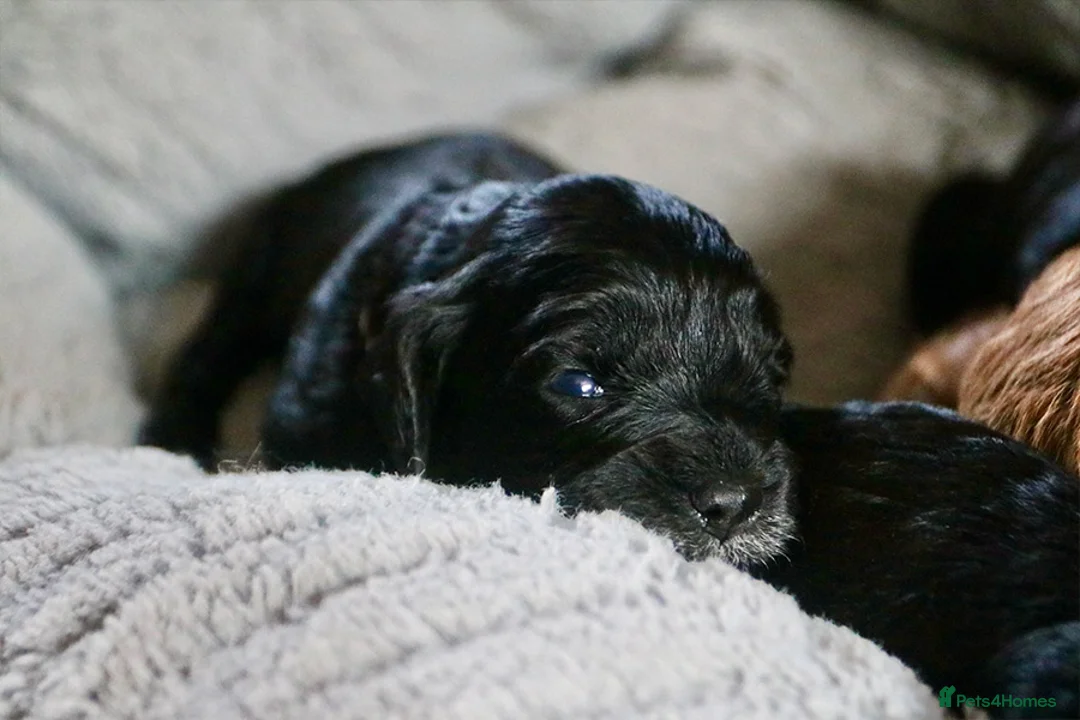 Cockapoo dogs for sale: Cockapoo Puppies for sale in Brighton - Advert 2