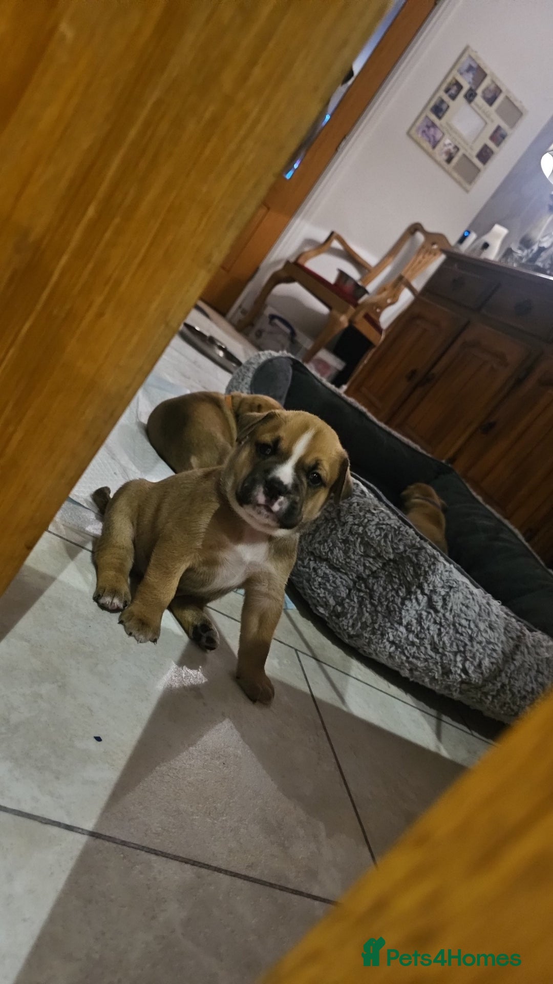 Mixed Breed dogs for sale: Baby bullmastiffs x - Advert 6
