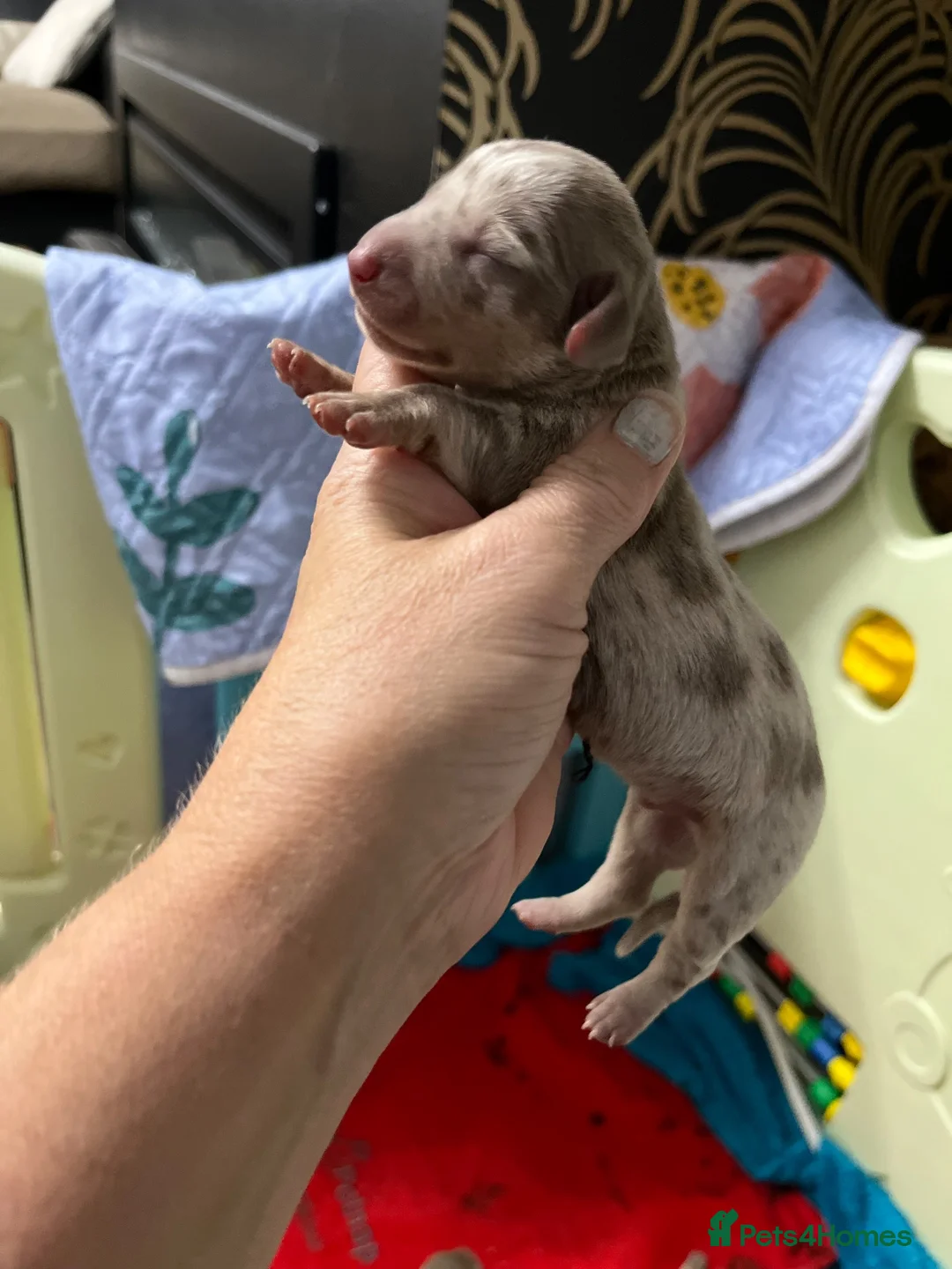 Dachshund dogs for sale: Miniature dachshunds - Advert 10