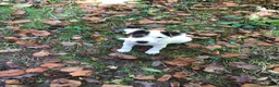 Jack Russell dogs for sale: Jack Russell Dog Pup in Machynlleth - Advert 2