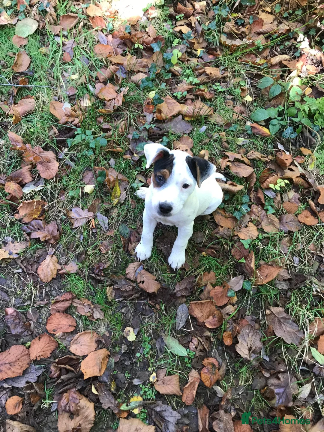 Jack Russell dogs for sale: Jack Russell Dog Pup in Machynlleth - Advert 2