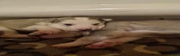 Siberian Husky dogs for sale: 3 beautiful husky puppies  in Blackburn - Advert 17