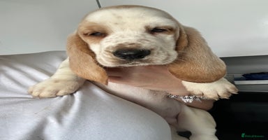 Basset Hound dogs - Advert 2