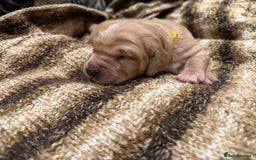 Golden Retriever dogs for sale: Working Golden Retriever puppies - Advert 6