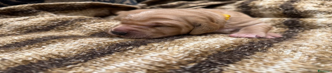 Golden Retriever Puppy 2