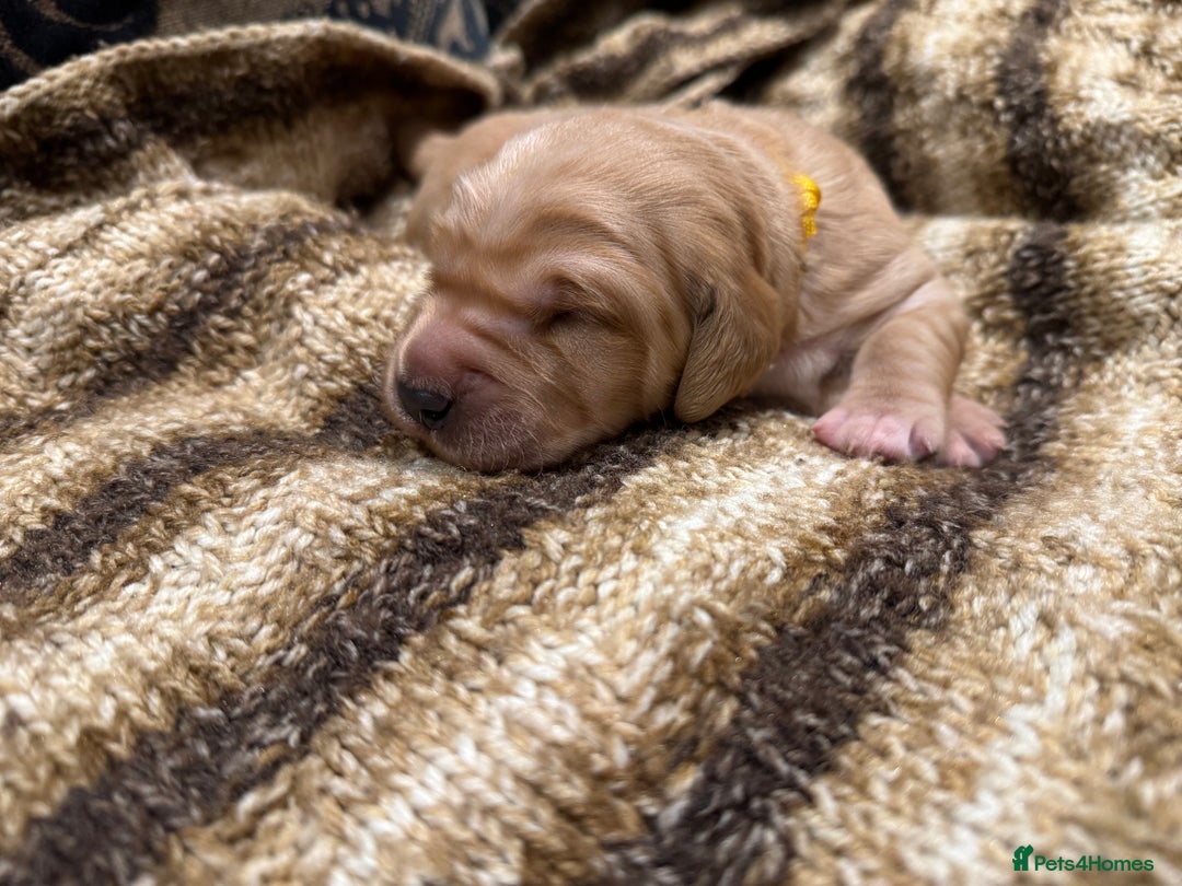 Golden Retriever dogs for sale: Working Golden Retriever puppies - Advert 6