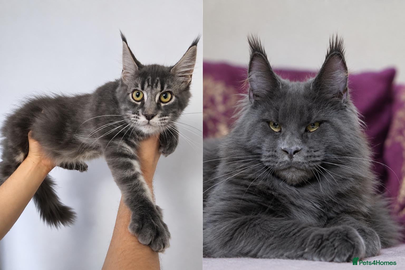 Maine Coon cats READY FOR COLLECTION  TICA registered kittens - Advert 14