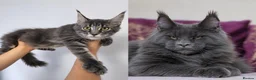 Maine Coon cats for sale: READY FOR COLLECTION  TICA registered kittens - Advert 2