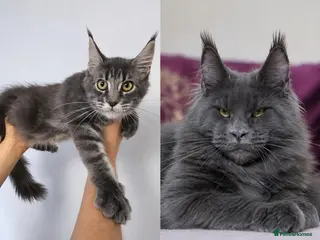 Maine Coon cats READY FOR COLLECTION TICA registered kittens - Advert 14