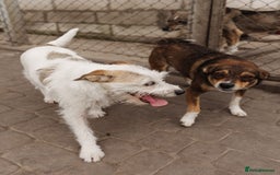 Mixed Breed dogs for adoption: 💖🐶 FAY 🐶💖 - Image 8