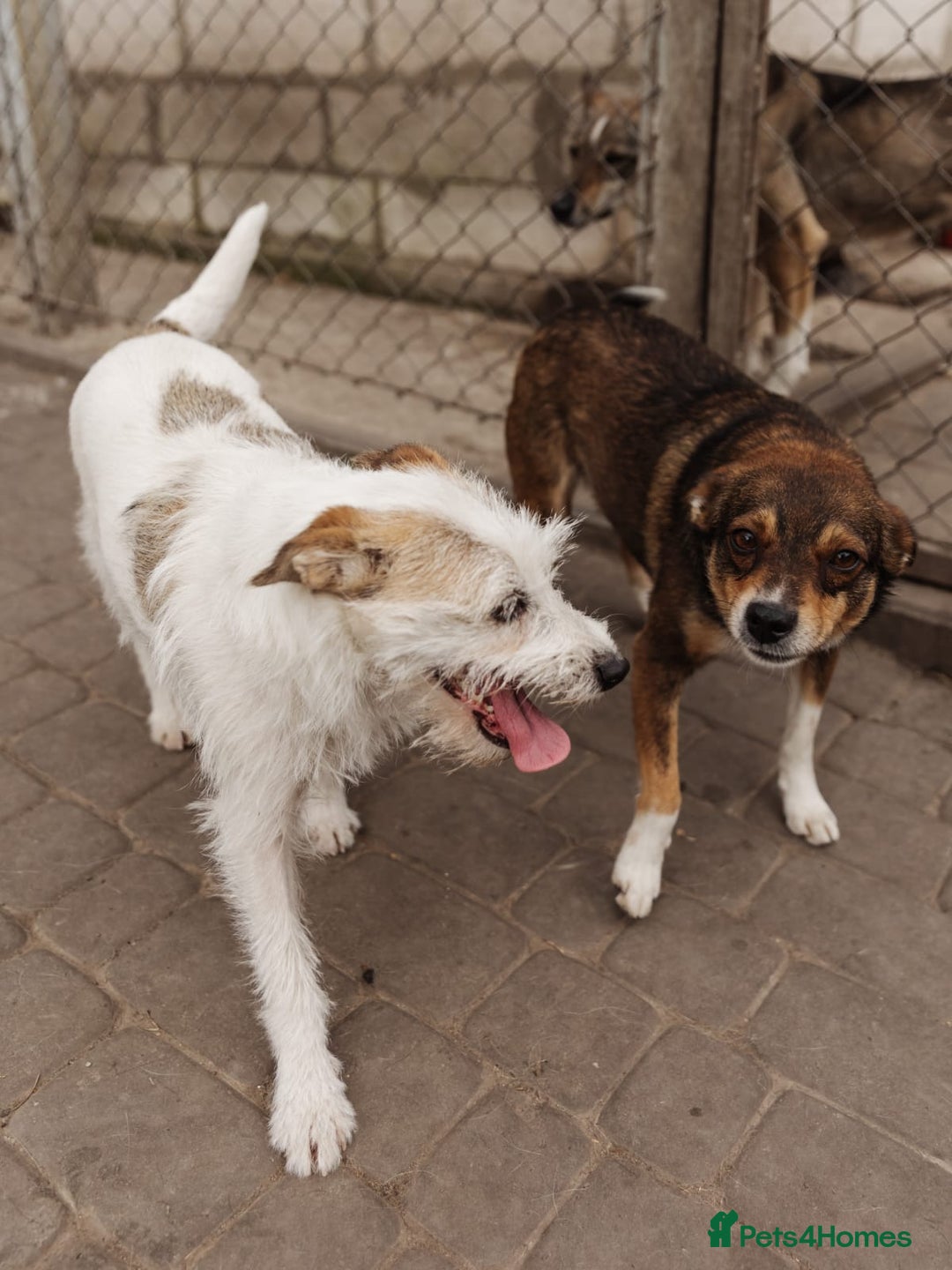 Mixed Breed dogs for adoption: 💖🐶 FAY 🐶💖 - Image 8