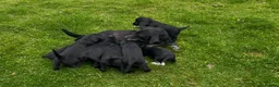 Cockerdor dogs for sale: ****GORGEOUS COCKERDOR PUPPIES**** in Tiverton - Advert 1