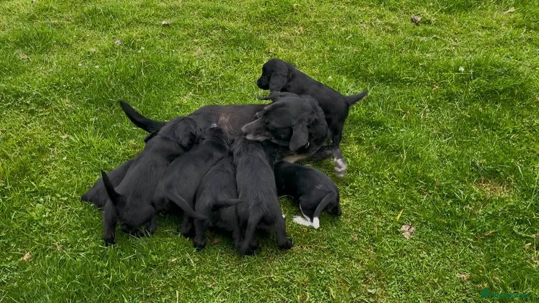 Cockerdor dogs for sale: ****GORGEOUS COCKERDOR PUPPIES**** in Tiverton - Advert 1