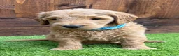 Double Doodle dogs for sale: Sunning littler of Australian Double Doodles  - Advert 10